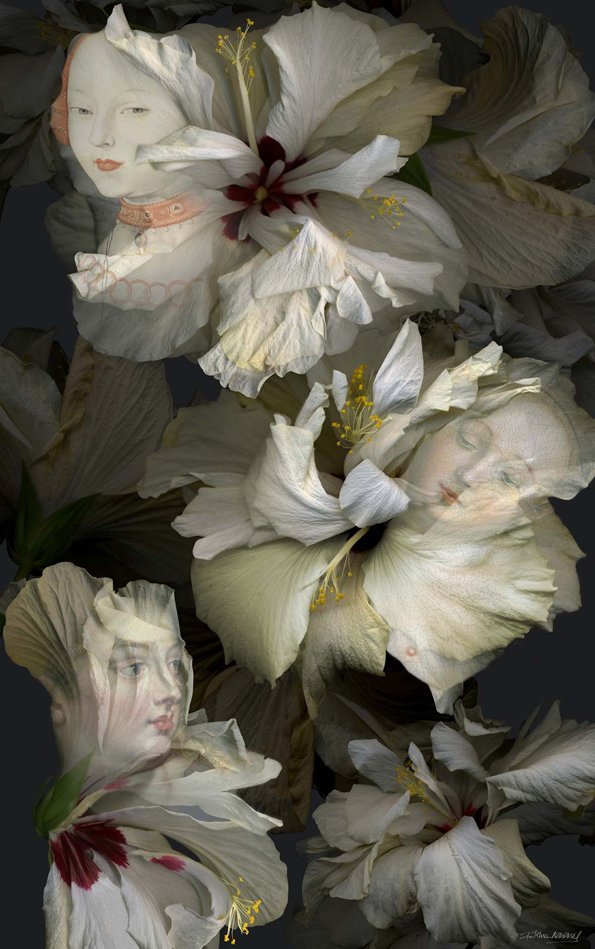 Hibiscus blancos, canción de primavera ©️ Paloma Navares