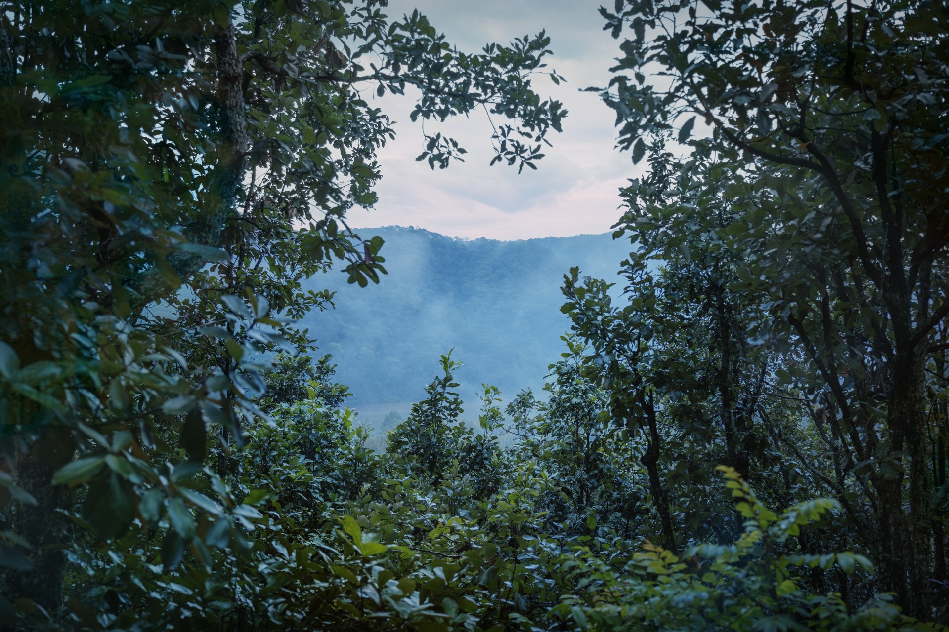 Ayahuitl Auakuautlan (Niebla en la Selva) ©Miguel Soler-Roig
