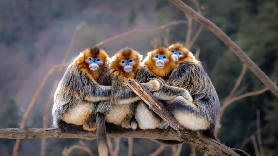 © Zhang Fuqiang