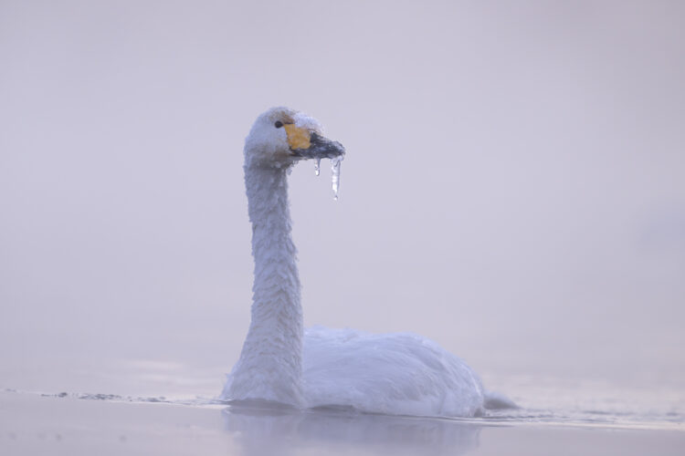 © Chen Ming, Premio Especial del Concurso Francés de Fotografía de Aves Silvestres