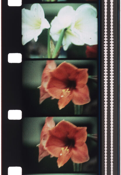 Jonas Mekas, serie FLOWERS, 1968-2017. Colección José Luis Soler. ©2025 all rights reserved - APG SRL