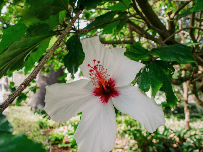 Flor bonita ©Nayra
