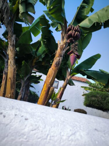 Palmeras ©África
