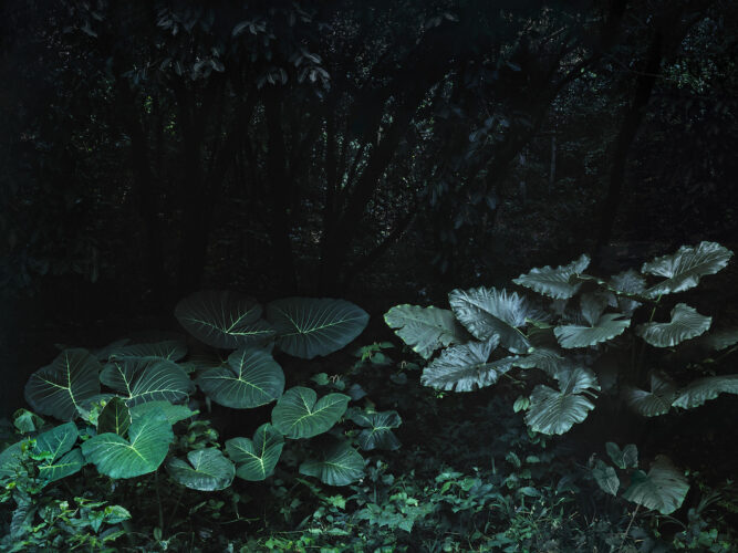 Marcio Vilela. Superflora, 2021. ©Marcio Vilela