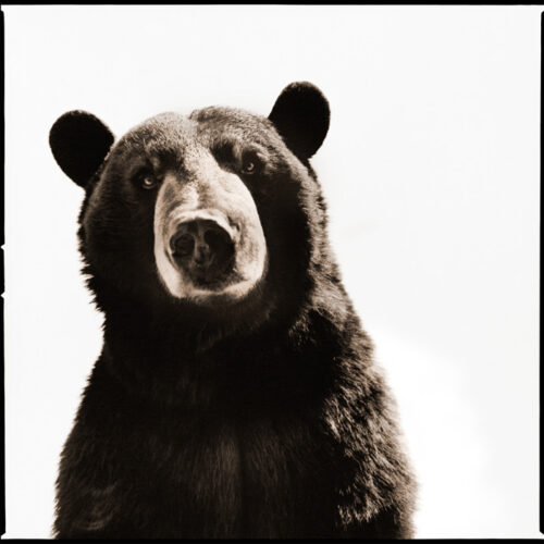 Nine François. Black Bear. ©Nine François