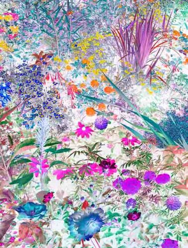 Jose Quintanilla, El jardín revelado. ©Jose Quintanilla