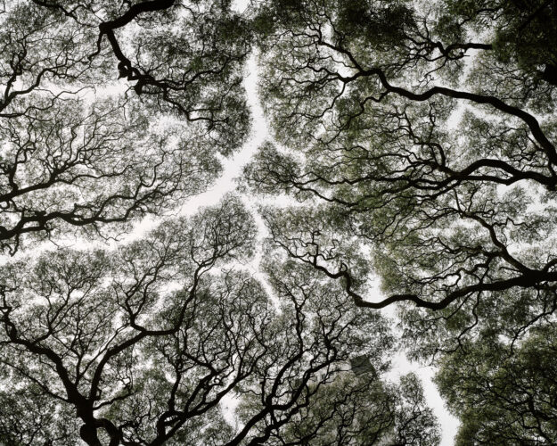 Matías Costa. The family project, 2010 © Matías Costa