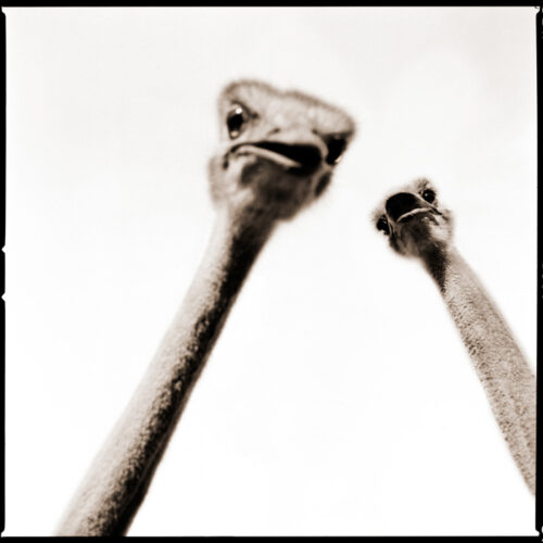 Nine François. Ostrich. ©Nine François