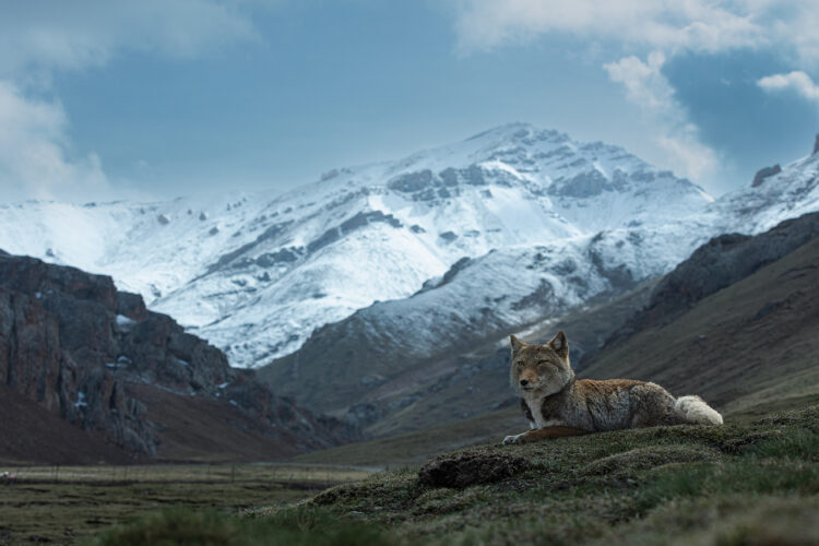 Paisaje de la montaña Qilian
