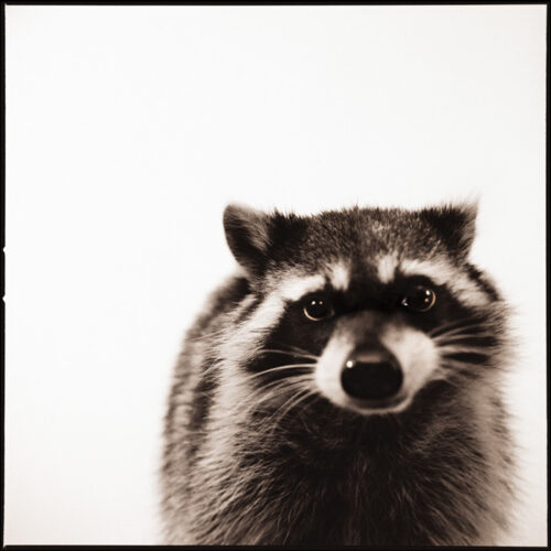 Nine François. Raccoon. ©Nine François