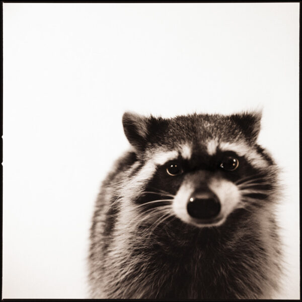 Nine François. Raccoon. ©Nine François