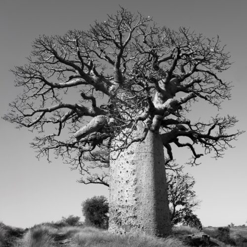 Saleta Rosón, de la serie Reniala: La madre del Bosque © Saleta Rosón