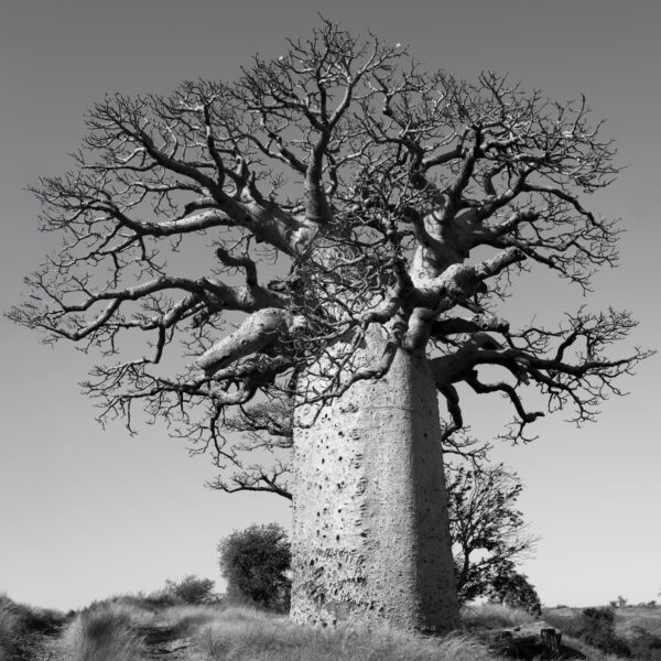 Saleta Rosón, de la serie Reniala: La madre del Bosque © Saleta Rosón
